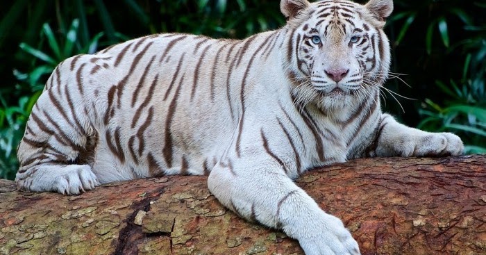 Gambar Harimau Putih Terbaru gambarcoloring