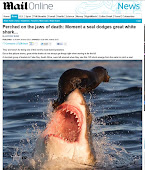 Foca escapa por pouco de ataque de tubarão branco na África do Sul