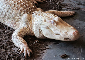 albino alligator, white, eye