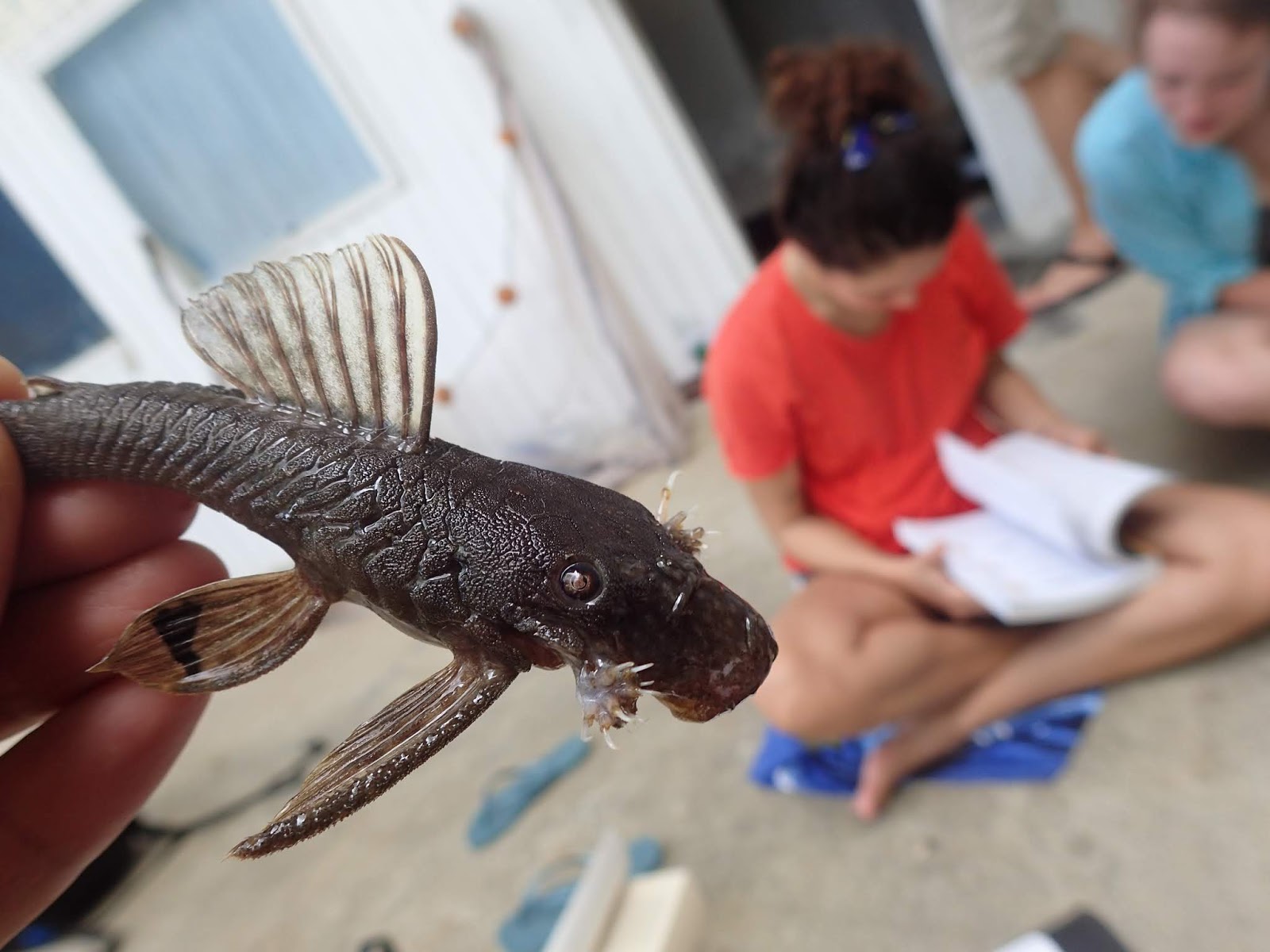 What the ichthyologist does What the ichthyologist does