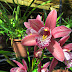 a flower among the green