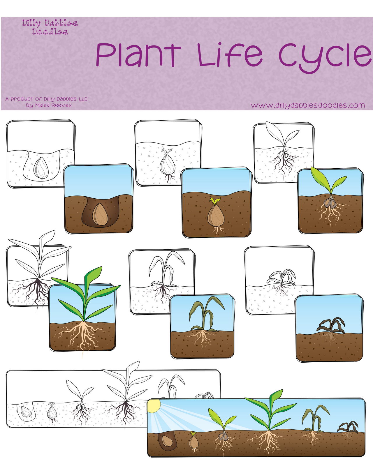 plant life cycle clipart - photo #6