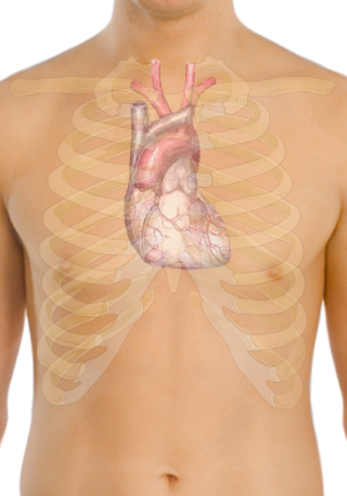 kalbin-anatomik-gorunumu