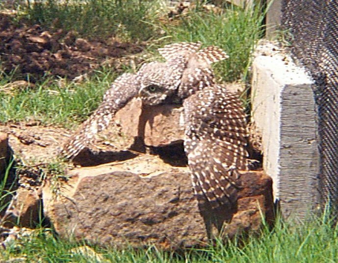 owls of texas My HD Animals