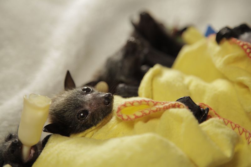 Baby Animals: Bat - Pup 11