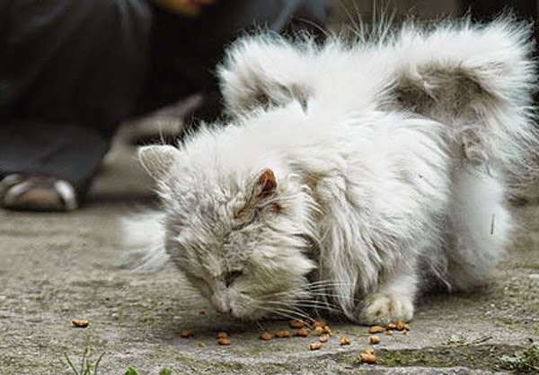1-kucing%2Bbersayap-KAMITHEMEDIA.jpg