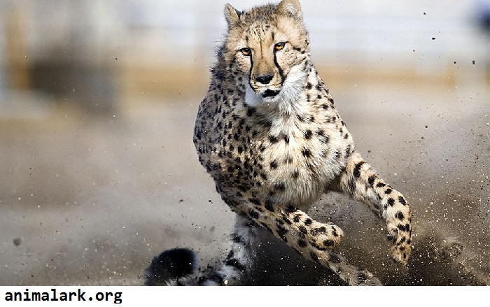 Fakta menarik tentang cheetah