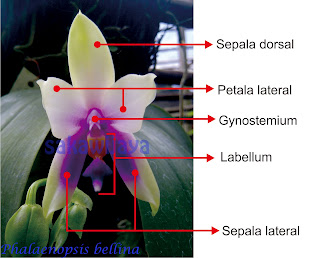  anggrek  KITA Why Orchidaceae