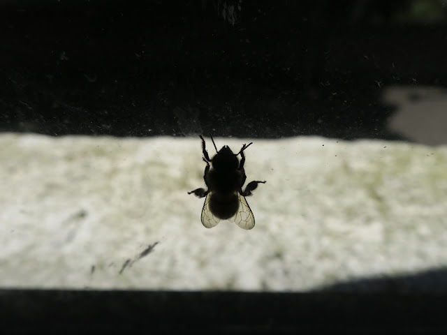 Bee upside down on window photographed in silhouette from inside