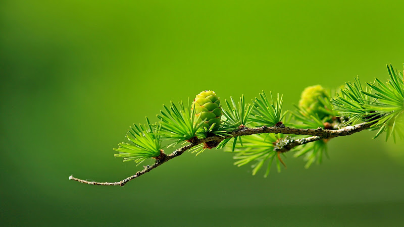 Conifer Cone