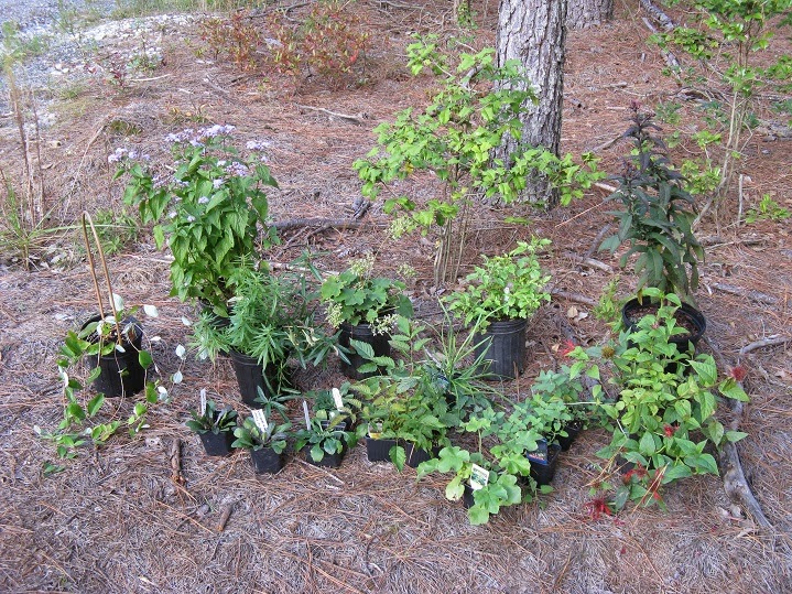Gardening with Virginia native plants Plant sales are the way to go