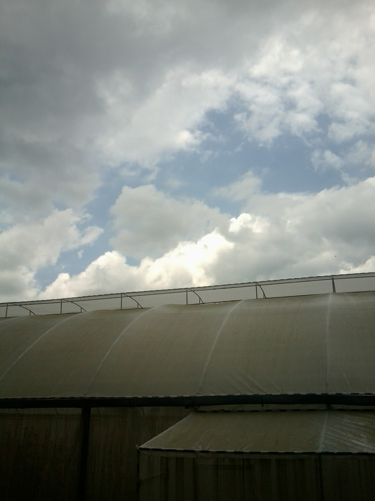 S & S Plantation Sri Lanka Polytunnel Green House Photographs