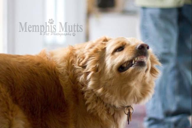 dog submissive grin dog submissive grin