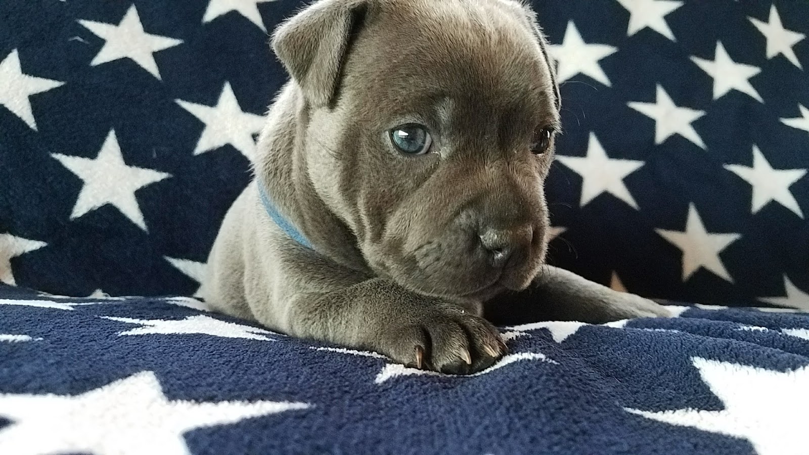 Four Week Old Blue English Staffies For Sale