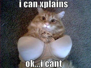 Cat Memes Photos Cat Memes Photos