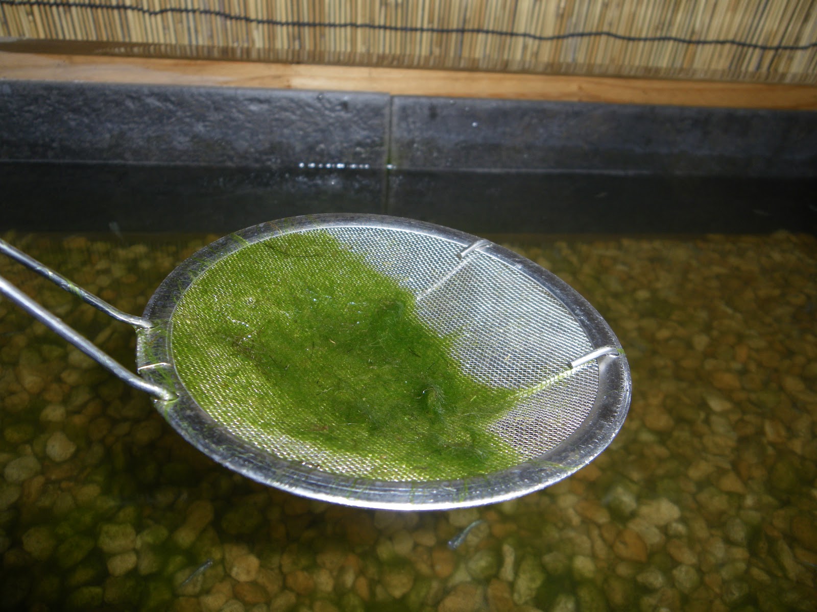 メダカのビオトープの敵 藻 アオミドロ を発生させない方法 メダカの大工