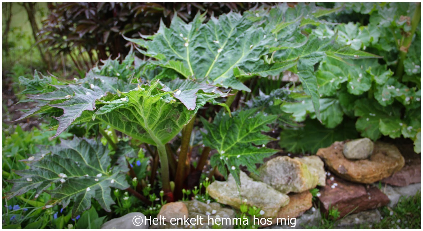 Helt enkelt hemma hos mig: Ãland spirar 2014.del 3