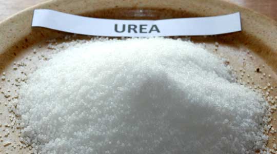 perbedaan pupuk urea dengan pupuk za perbedaan pupuk urea dengan pupuk za