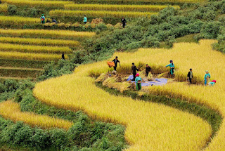 Come to Hoang Su Phi to Watch Majestic Terraced Fields Come to Hoang Su Phi to Watch Majestic Terraced Fields