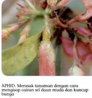 Tukang taman Surabaya 7 jenis hama dan pengendalian Pada tanaman Adenium