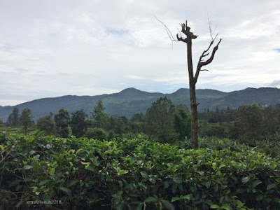 Perkebunan Teh Gunung Mas Puncak agrowisata
