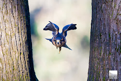 flight trees hawk through woodland park keeper walk zoo between lola raptor practice
