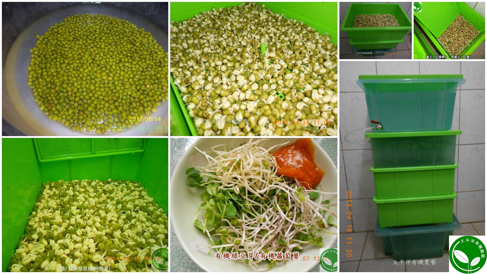 綠豆,綠豆的功效,綠豆子,韓式涼拌豆芽菜食譜,豆芽,種綠豆,發綠豆芽,如何發綠豆芽,炒豆芽菜,種綠豆生長過程