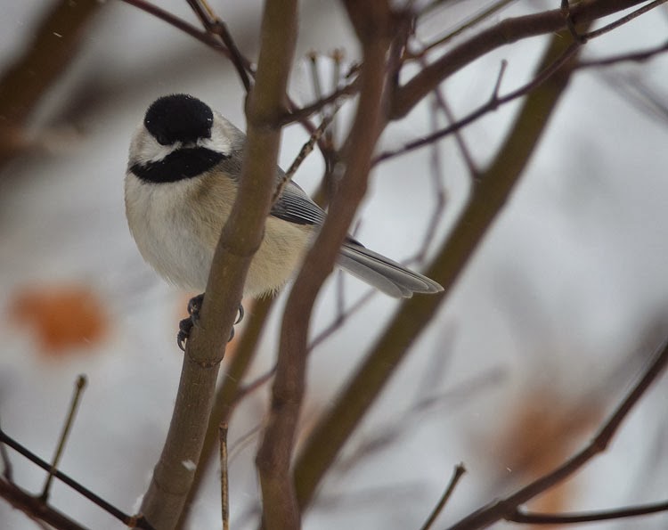 A head-on photo of a Carolina Chickadee (Poecile carolinesis) in the snow. The cold doesn't seem to bother this tough little winter bird!