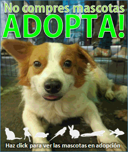 Haz click para conocer las mascotas en adopción