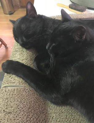 Almost looks like a two-headed cat!