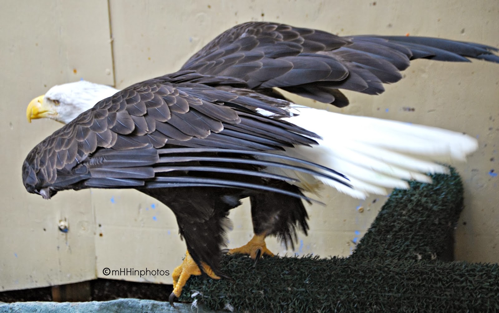 my Heritage Happens in Photos: Juneau, Alaska ~ Raptor Center