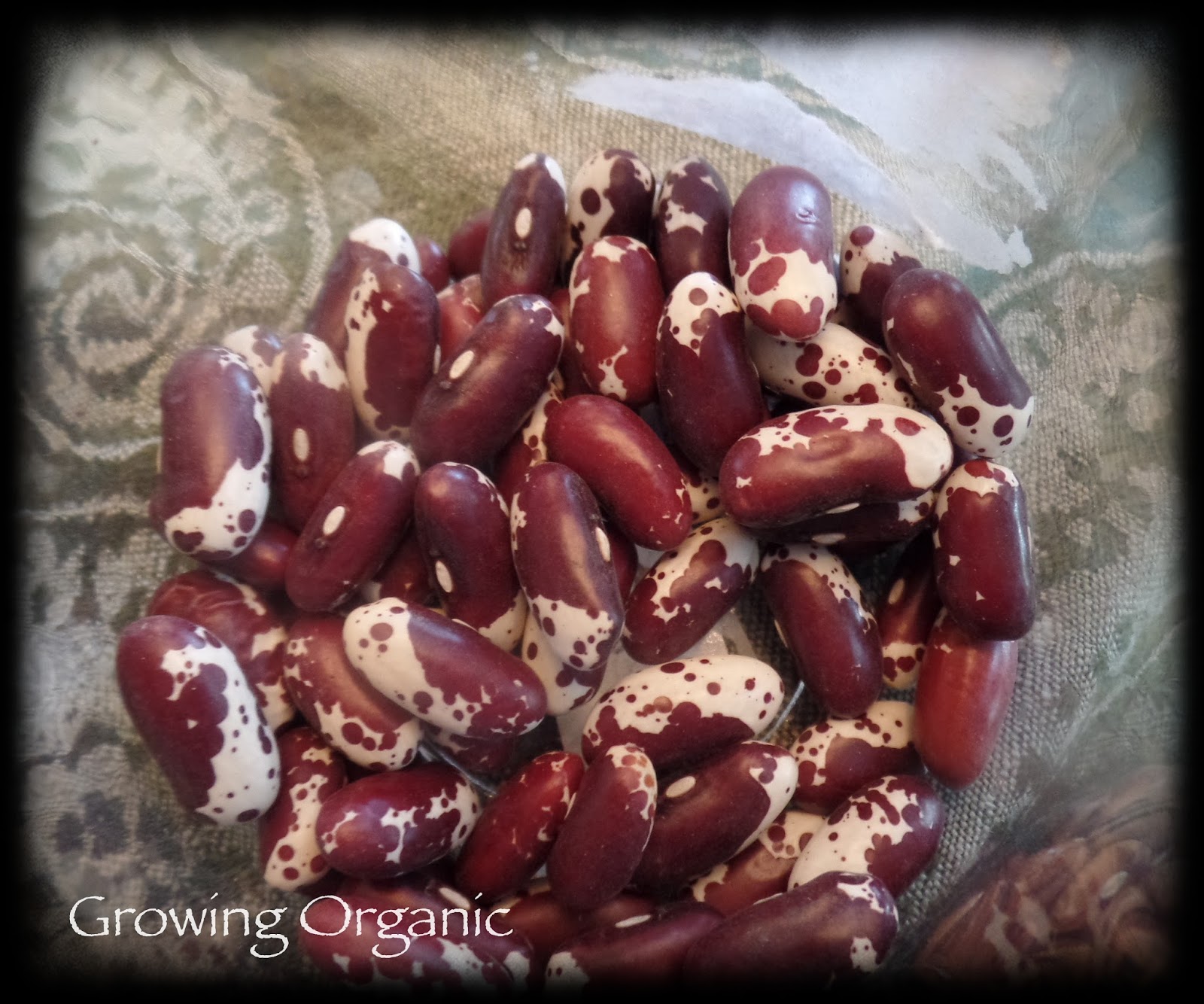 Growing Organic : Sow Many Seeds!