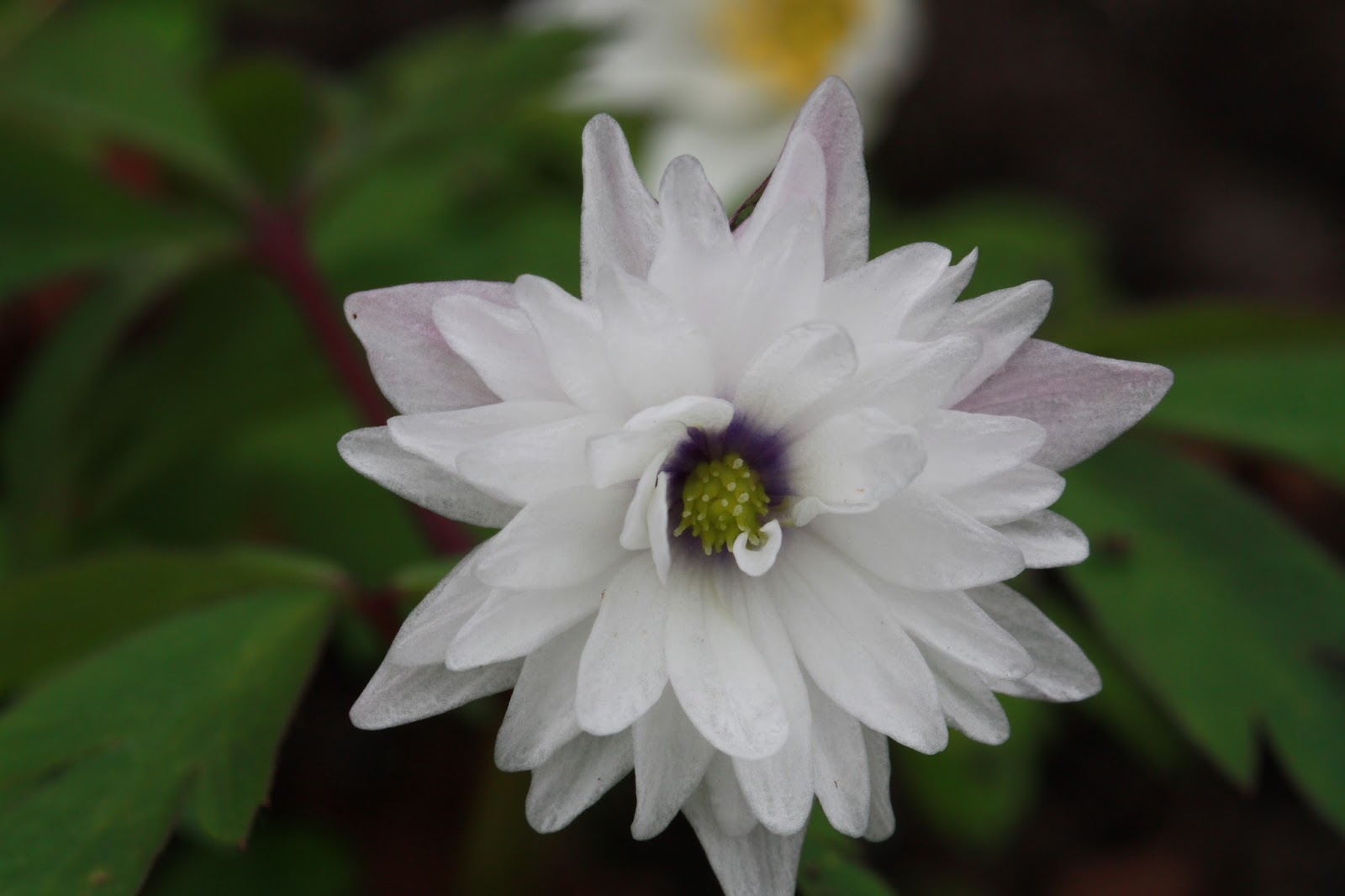 ANNES HAGEVERDEN Anemone nemorosa Blue Eyes Hvitveis