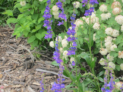 beardtongue Penstemon and mountain nine bark Physocarpus monogynus beardtongue Penstemon and mountain nine bark Physocarpus monogynus