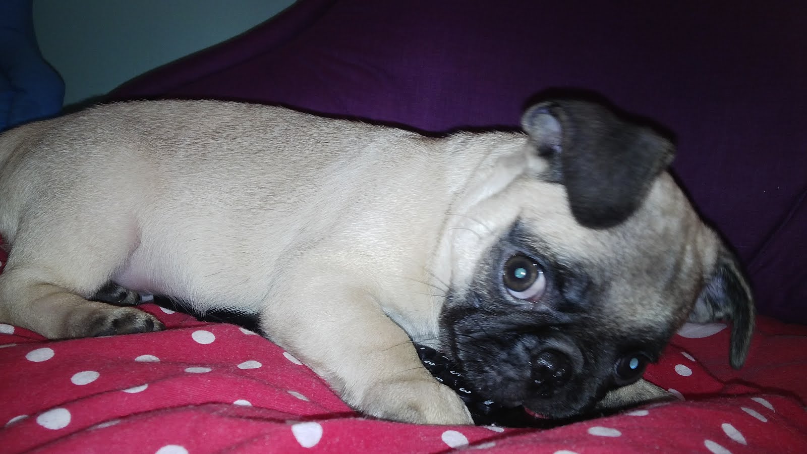 Oliver The Pug Antes de tener un pug Oliver The Pug Antes de tener un pug