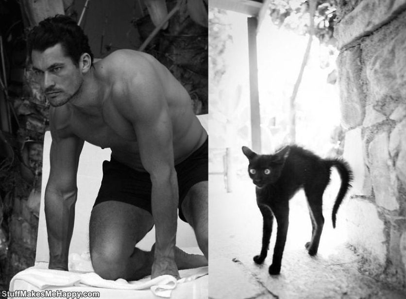 Funny Collages Cats vs men