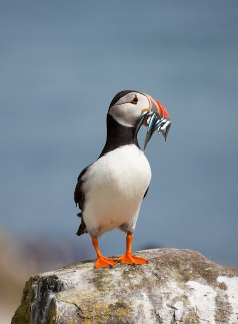 Puffin - Farne Islands, Northumberland Puffin - Farne Islands, Northumberland