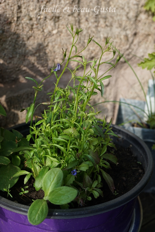 facile et beau - Gusta: Garten Allerlei im Juni