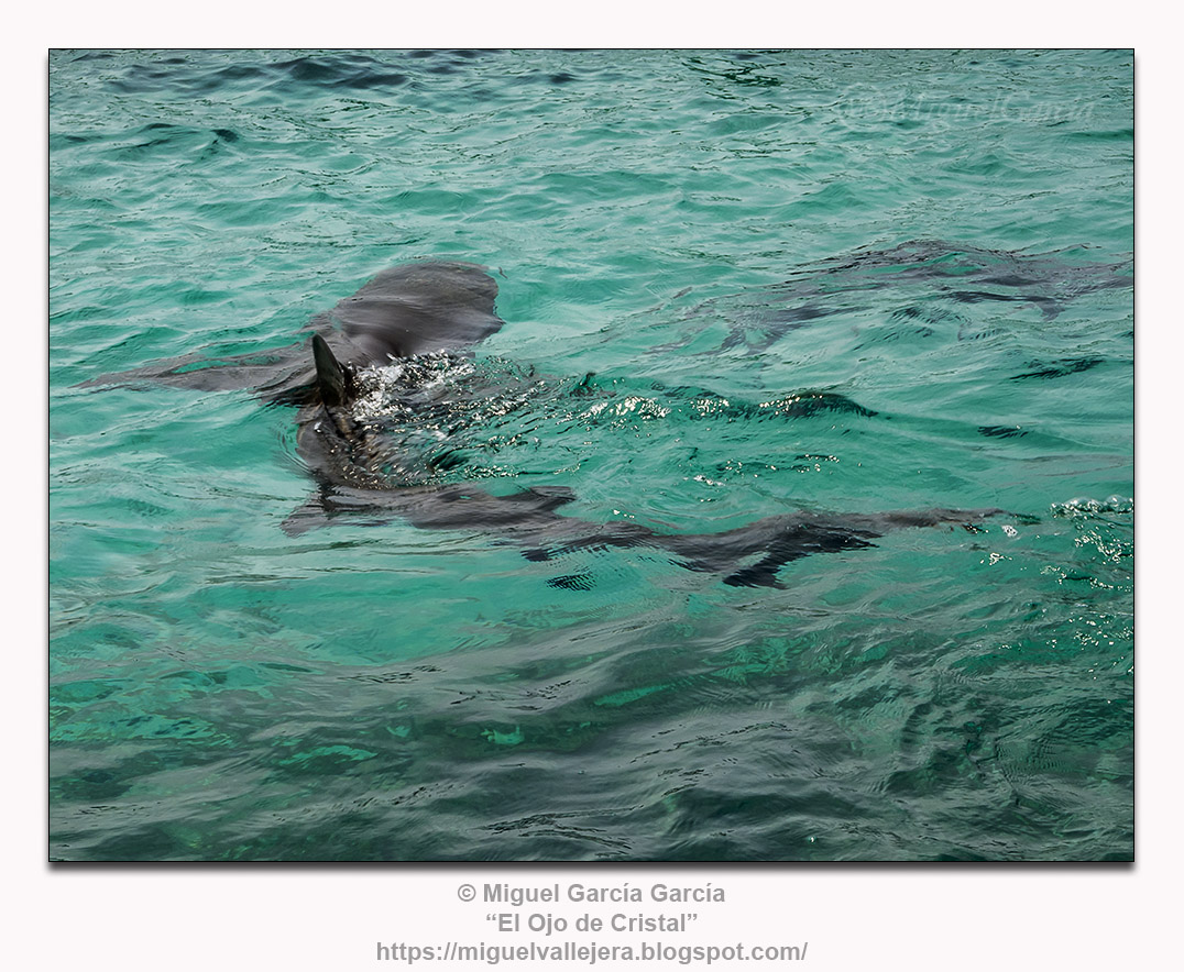 Caribe colombiano: Tiburones.