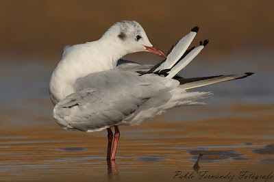 Gaviota reidora (Chroicocephalus ridibundus)