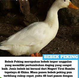 BEBEK PEKING