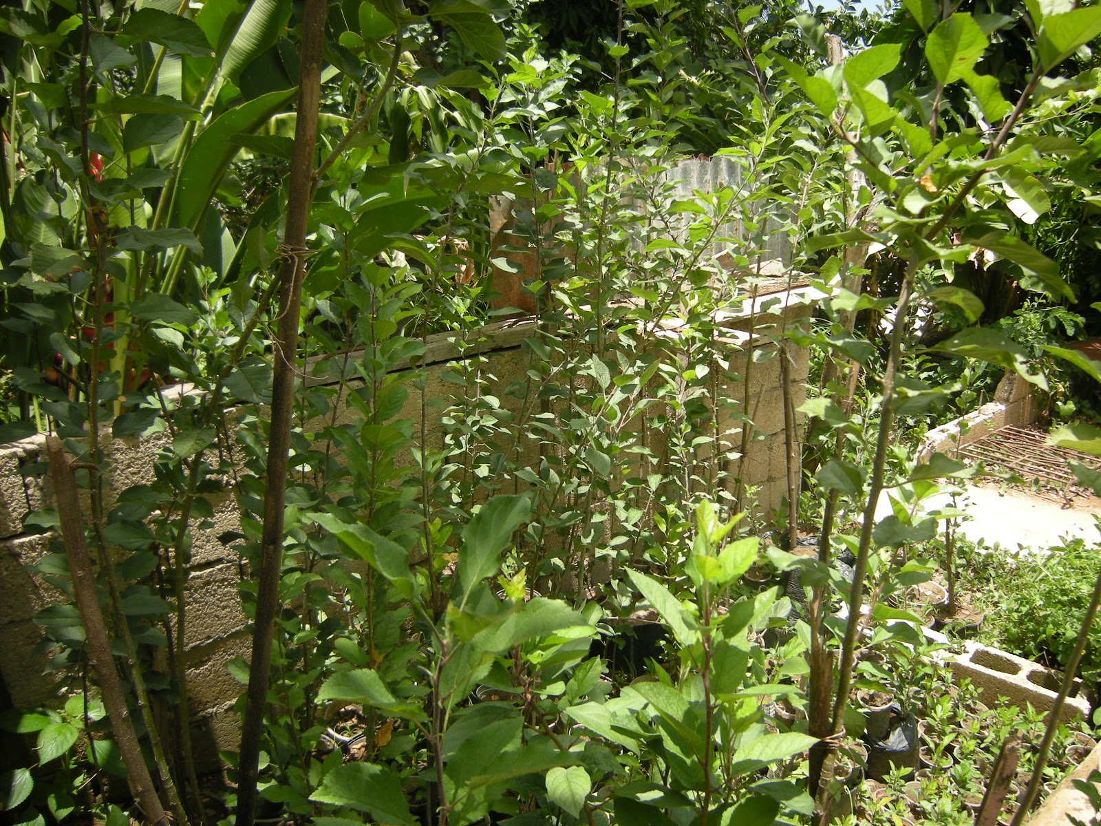 Growing apples in Jamaica