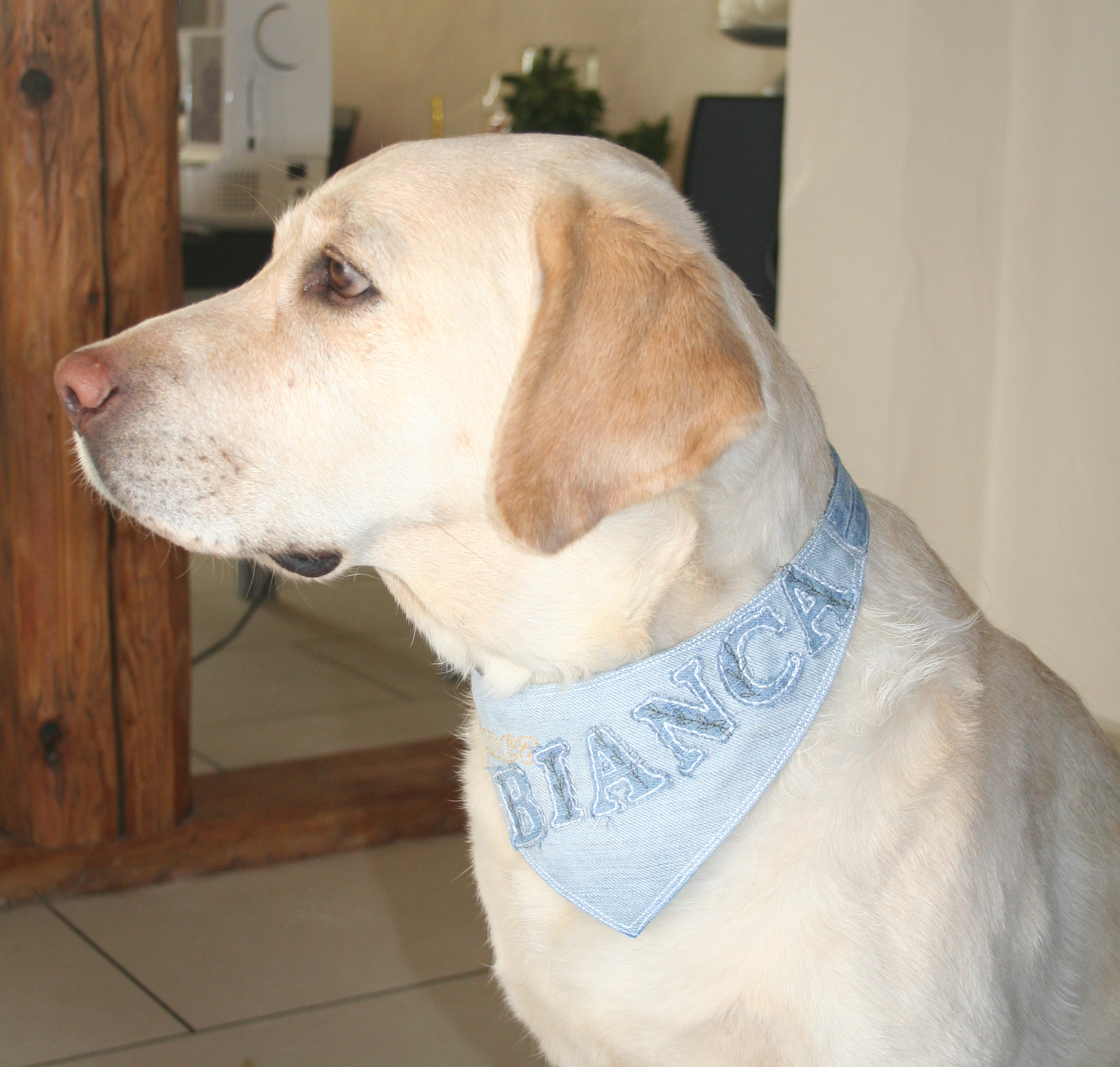 Nähkompass JeansHundehalstuch Nähanleitung