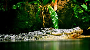 BUAYA PERAMPOK SUNGAI TULANG BAWANG #buaya #tulangbawang