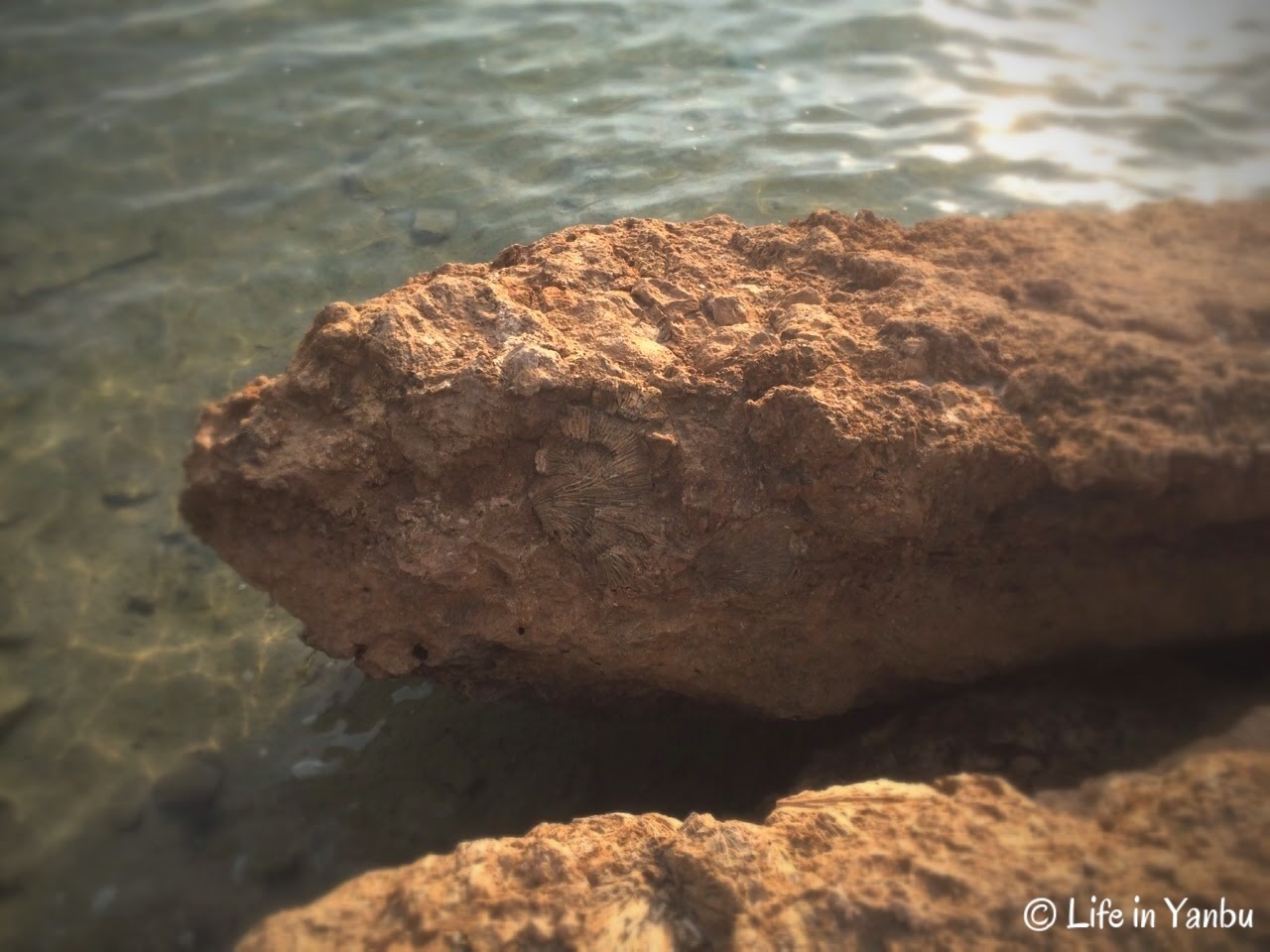 Coral fossils?