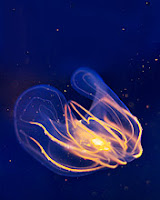 download besplatne slike za mobitele meduza