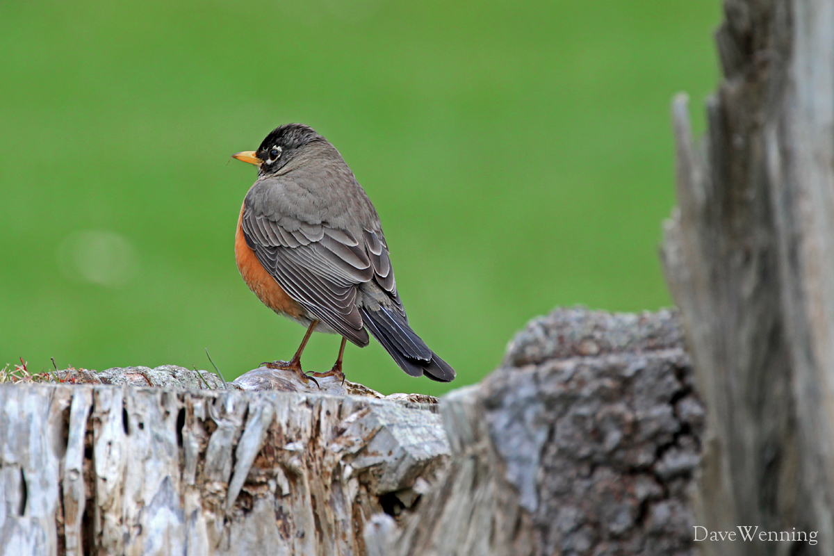 The Robins of Bowman Bay