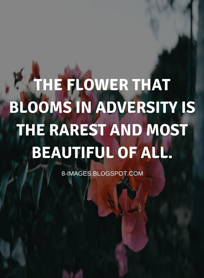 the flower that blooms in adversity is the rarest and most beautiful of