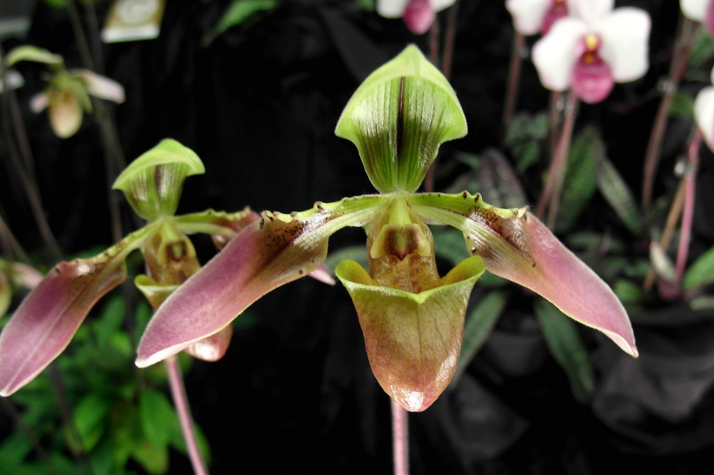 Paphiopedilum bullenianum orchid plant care and culture Travaldo's blog