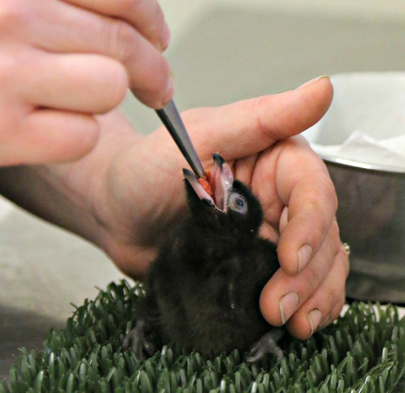 Baby Animals: Birds, Hatchling, chick 2